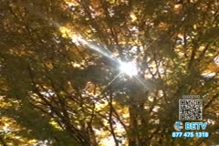 TV Content Image